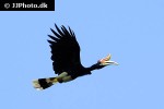 buceros rhinoceros rhinoceros hornbill buceros rhinoceros rhinoceros hornbill