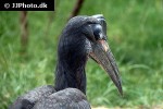 bucorvus abyssinicus abyssinian ground hornbill bucorvus abyssinicus abyssinian ground hornbill