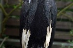 bucorvus abyssinicus abyssinian ground hornbill bucorvus abyssinicus abyssinian ground hornbill