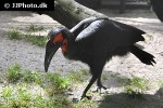 bucorvus leadbeateri southern ground hornbill bucorvus leadbeateri southern ground hornbill