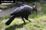 bucorvus leadbeateri southern ground hornbill bucorvus leadbeateri southern ground hornbill
