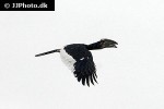 bycanistes bucinator trumpeter hornbill bycanistes bucinator trumpeter hornbill