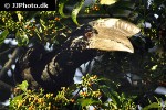 bycanistes subcylindricus black and white casqued hornbill bycanistes subcylindricus black and white casqued hornbill