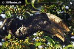 bycanistes subcylindricus black and white casqued hornbill bycanistes subcylindricus black and white casqued hornbill