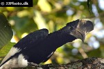 bycanistes subcylindricus black and white casqued hornbill bycanistes subcylindricus black and white casqued hornbill