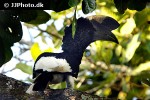 bycanistes subcylindricus black and white casqued hornbill bycanistes subcylindricus black and white casqued hornbill