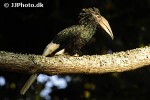 bycanistes subcylindricus black and white casqued hornbill bycanistes subcylindricus black and white casqued hornbill