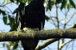 bycanistes subcylindricus black and white casqued hornbill bycanistes subcylindricus black and white casqued hornbill