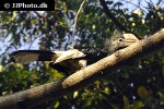 bycanistes subcylindricus black and white casqued hornbill bycanistes subcylindricus black and white casqued hornbill