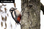dendrocopos major great spotted woodpecker dendrocopos major great spotted woodpecker