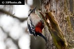 dendrocopos major great spotted woodpecker dendrocopos major great spotted woodpecker