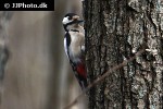 dendrocopos major great spotted woodpecker dendrocopos major great spotted woodpecker
