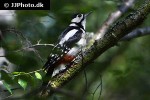 dendrocopos major great spotted woodpecker dendrocopos major great spotted woodpecker