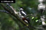 dendrocopos major great spotted woodpecker dendrocopos major great spotted woodpecker
