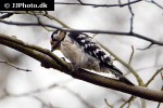dryobates minor lesser spotted woodpecker dryobates minor lesser spotted woodpecker