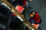 pogonornis dubius bearded barbet pogonornis dubius bearded barbet