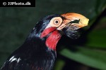 pogonornis dubius bearded barbet pogonornis dubius bearded barbet