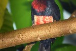 pogonornis dubius bearded barbet pogonornis dubius bearded barbet