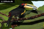 pteroglossus erythropygius pale mandibled aracaris pteroglossus erythropygius pale mandibled aracaris