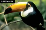 ramphastos toco toco toucan ramphastos toco toco toucan