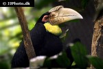 rhyticeros undulatus wreathed hornbill rhyticeros undulatus wreathed hornbill