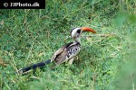 tockus jacksoni jackson s hornbill tockus jacksoni jackson s hornbill