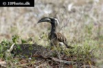 tockus nasutus african grey hornbill tockus nasutus african grey hornbill