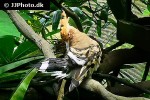 upupa epops longirostris eurasian hoopoe upupa epops longirostris eurasian hoopoe