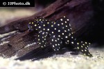 hypancistrus contradens hypancistrus contradens