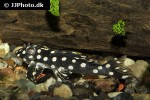 hypancistrus contradens hypancistrus contradens