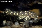 hypancistrus contradens hypancistrus contradens