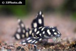 hypancistrus contradens hypancistrus contradens