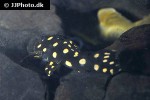 hypancistrus contradens hypancistrus contradens