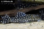 hypancistrus contradens hypancistrus contradens