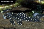 hypancistrus contradens hypancistrus contradens