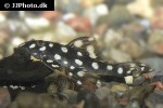 hypancistrus contradens hypancistrus contradens