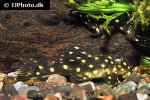 hypancistrus contradens hypancistrus contradens