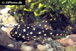 hypancistrus contradens hypancistrus contradens