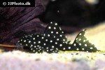 hypancistrus contradens hypancistrus contradens