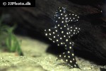 hypancistrus contradens hypancistrus contradens