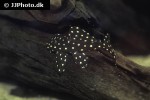 hypancistrus contradens hypancistrus contradens