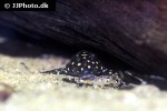 hypancistrus contradens hypancistrus contradens