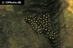 hypancistrus contradens hypancistrus contradens