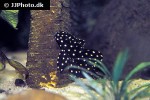 hypancistrus contradens hypancistrus contradens