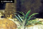 hypancistrus contradens hypancistrus contradens