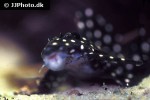 hypancistrus contradens hypancistrus contradens