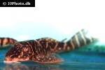hypancistrus debilittera hypancistrus debilittera
