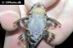 hypancistrus debilittera hypancistrus debilittera