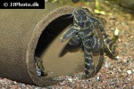 hypancistrus debilittera hypancistrus debilittera