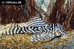 hypancistrus debilittera hypancistrus debilittera
